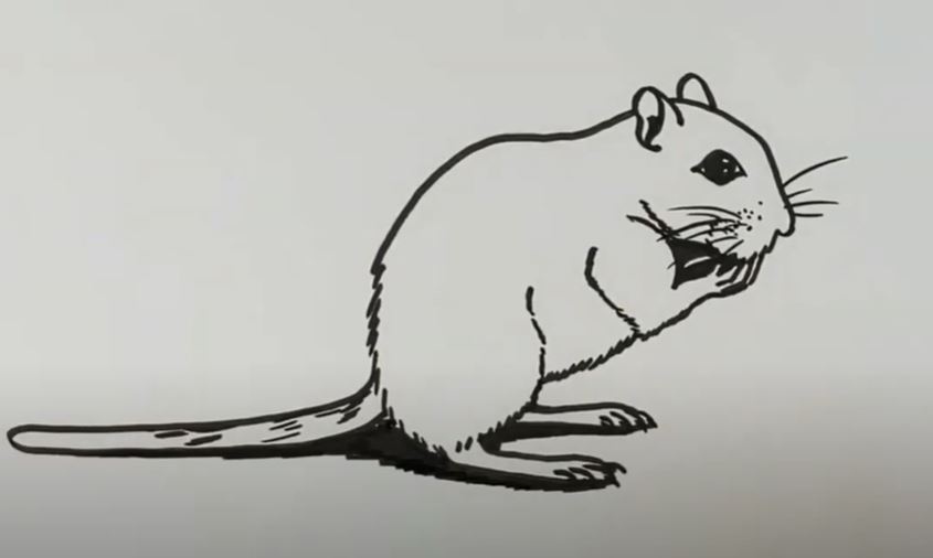 How to Draw A Gerbil Step by Step