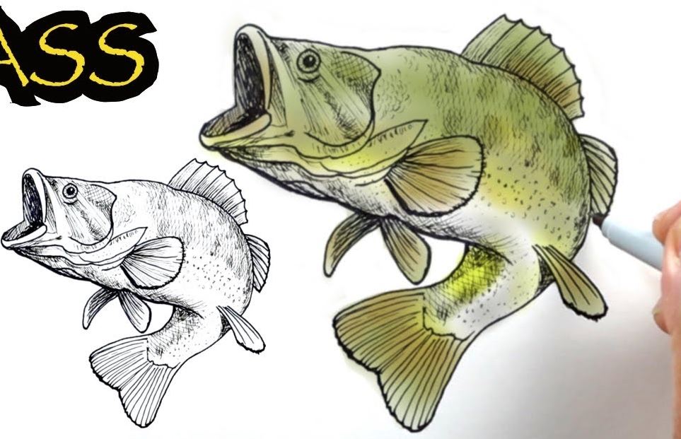 How to Draw A Largemouth Bass || Fish drawing Step by Step