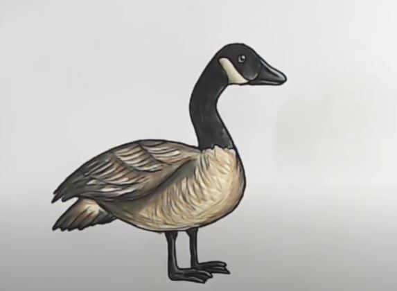 How to Draw Geese Easy Step by Step