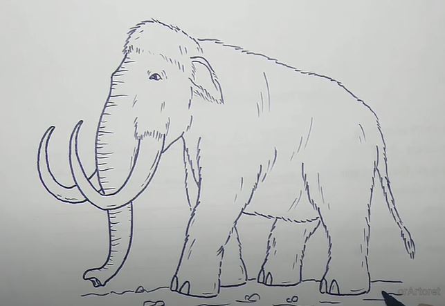How to draw A Woolly Mammoth Step by Step