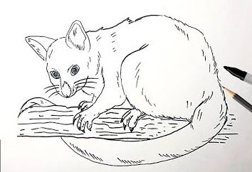 How to Draw a Possum Step by Step