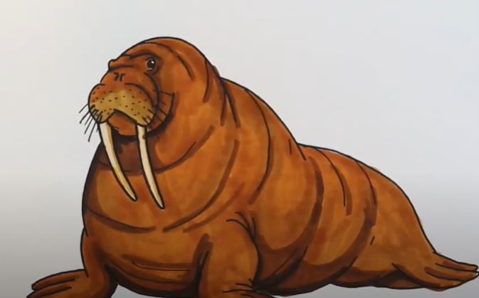 How to draw a Realistic Walrus Step by Step