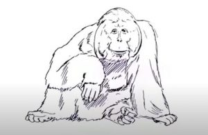 How to draw an Orangutan