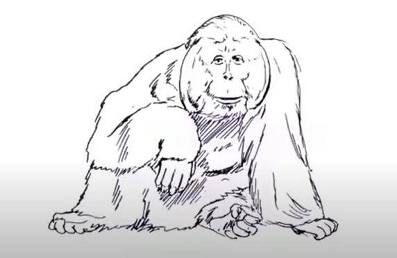 How to Draw an Orangutan Step by Step