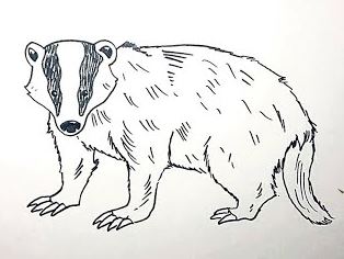 Badger Drawing Step by Step Tutorial