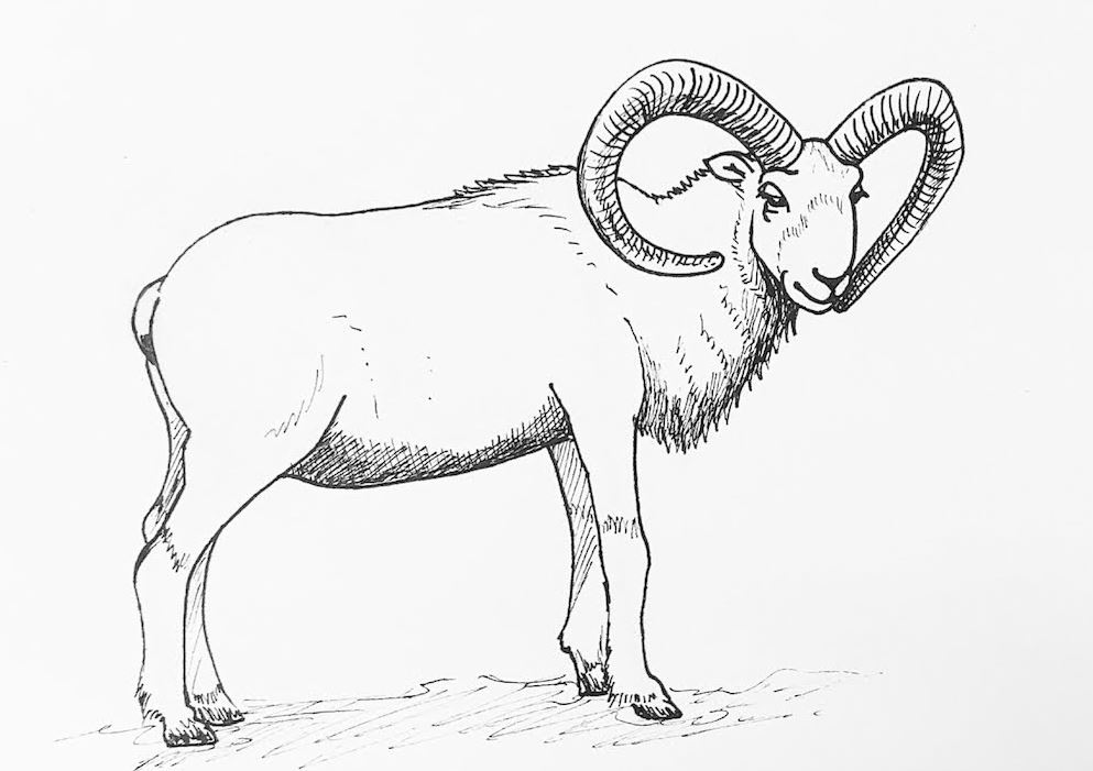 Goat Drawing Step by Step Tutorial