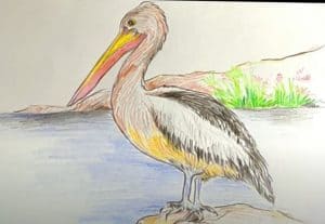 How to Draw a Pelican