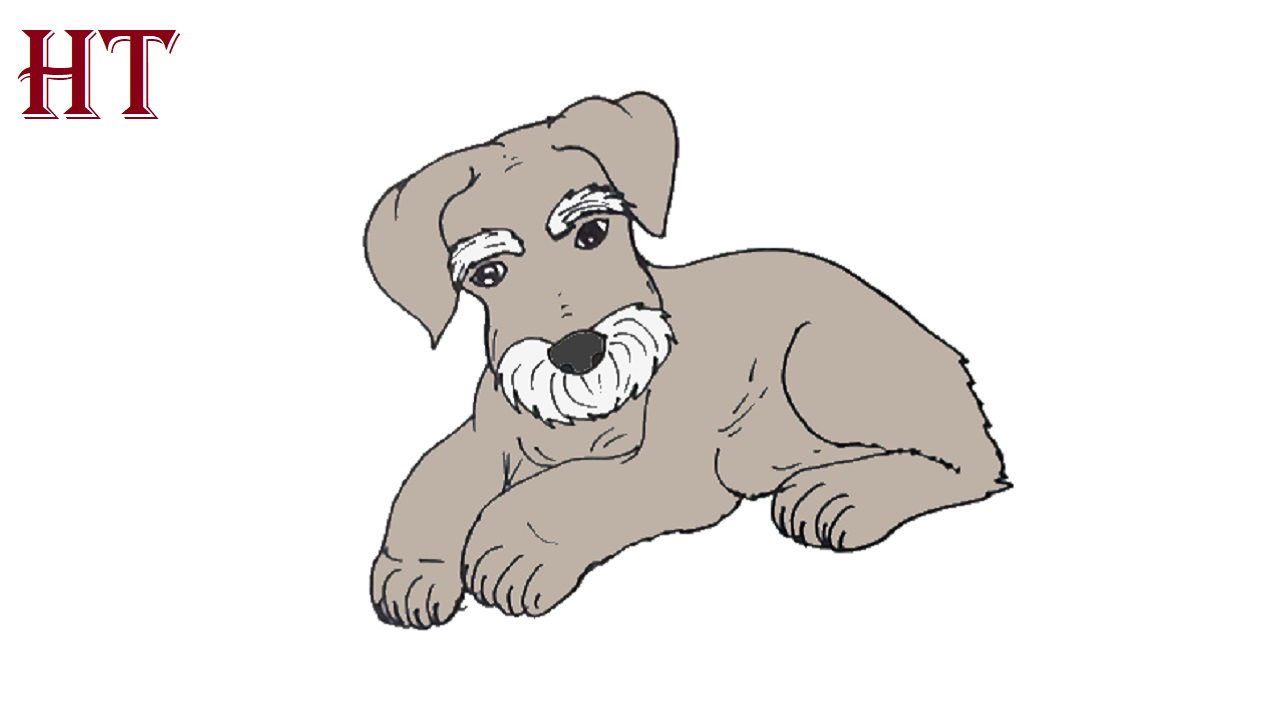 How to draw a Schnauzer Dog Step by Step