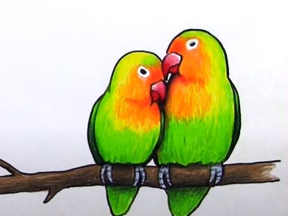 Lovebirds Drawing Step by Step Tutorial