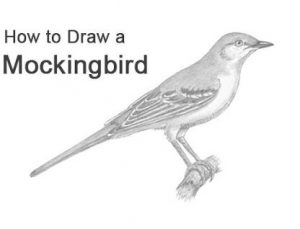 Mockingbird Drawing