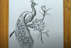Peacock Drawing