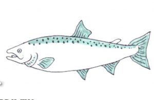 Salmon Drawing