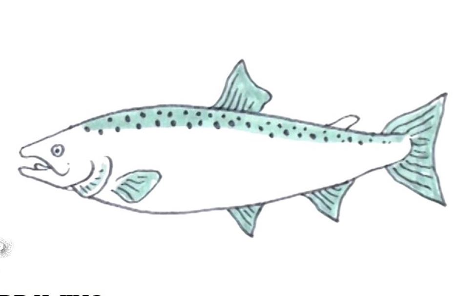 Salmon Drawing Step by Step Tutorial