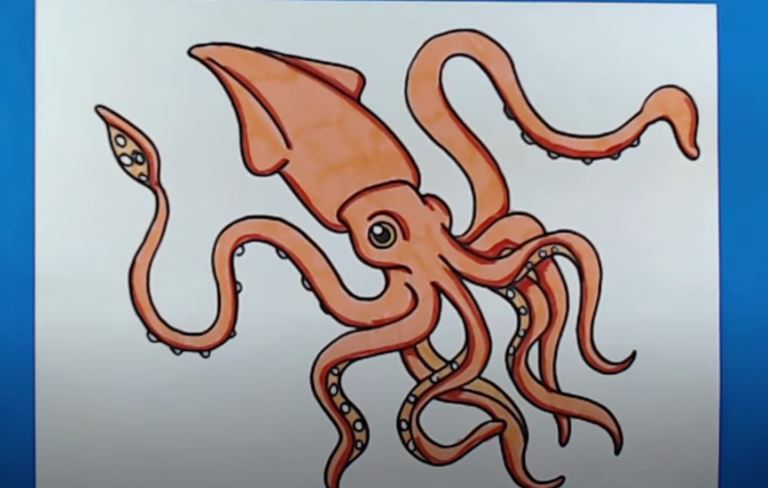 Squid Drawing Step by Step Tutorial