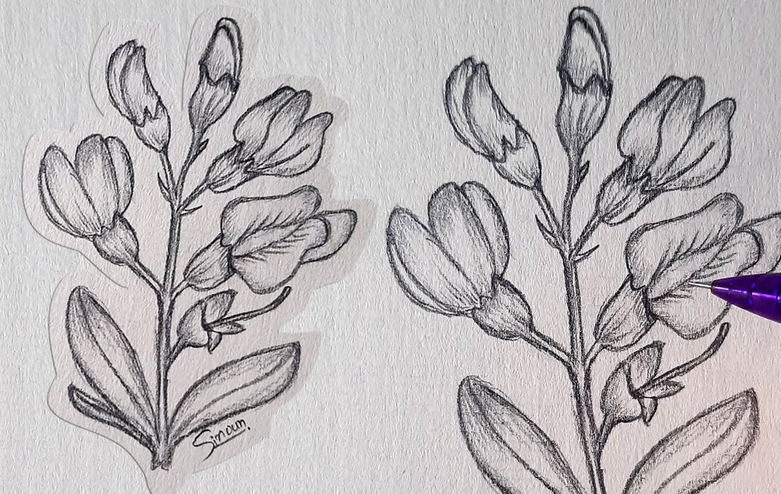 Acacia flower Drawing Step by Step