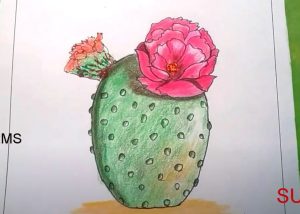 Cactus Flower Drawing