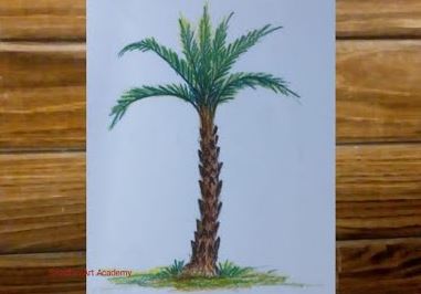 How to Draw a Date Palm Tree Step by Step