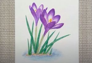 How to draw Crocus