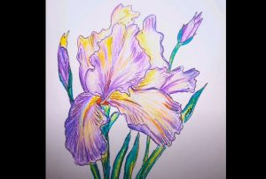 Iris Drawing Step by Step