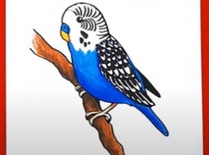 Parakeet Drawing