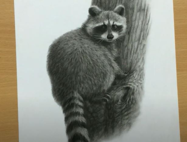 Raccoon Drawing with Pencil Step by Step