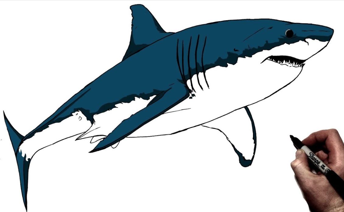 Great White Shark Drawing Step by Step