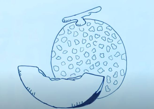 How to Draw a Cantaloupe Step by Step