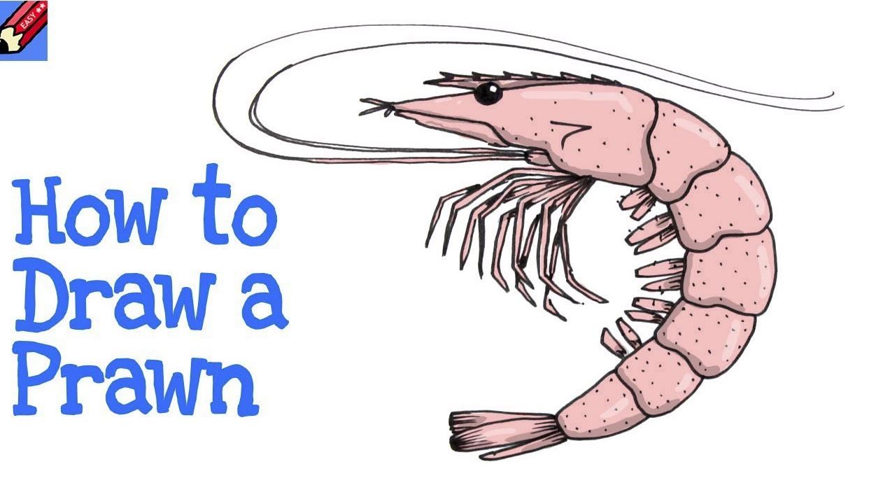 How to Draw a Prawn Step by Step