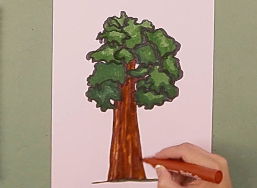 How to Draw a Redwood Tree Step by Step