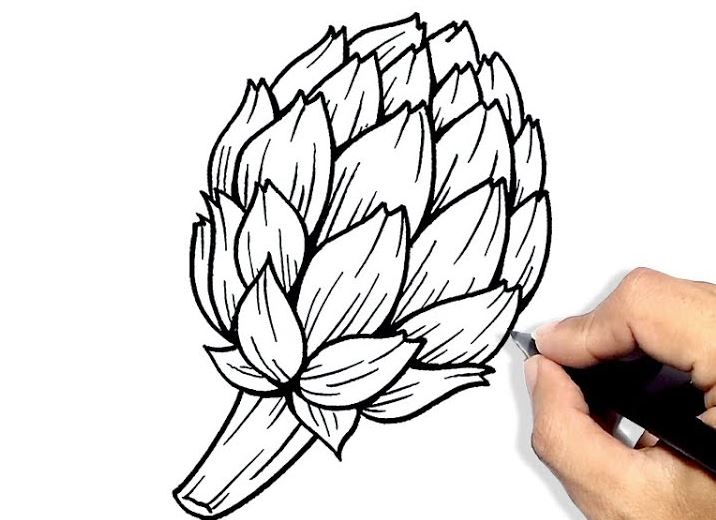 How to draw An Artichoke Step by Step