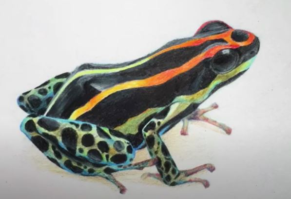 How to draw a Poison Dart Frog Step by Step