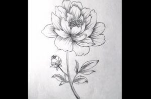 Peony Flower Drawing