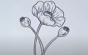 Poppy Flower Drawing