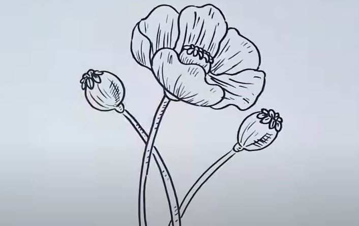 Poppy Flower Drawing Step by Step