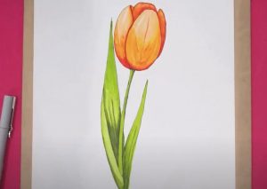 Tulip Flower Drawing