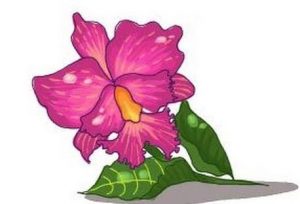 Violet Flower Drawing