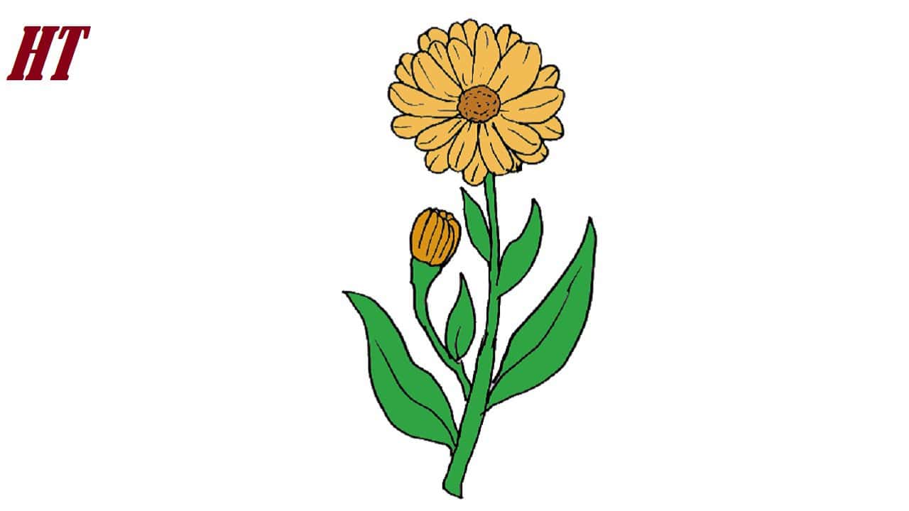 How to draw a Calendula Flower