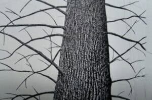 How to Draw Tree Bark on Trees