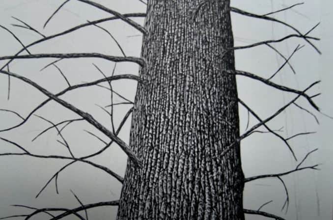 How to Draw Tree Bark on Trees Step by Step