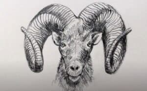 How to Draw Ram Horns