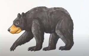How to Draw a Black Bear