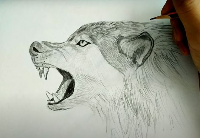 How to Draw an Angry Wolf