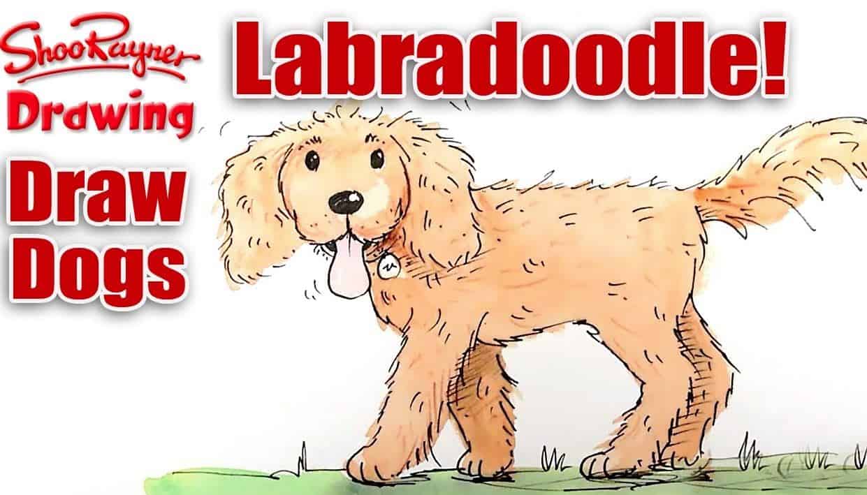 How To Draw a Labradoodle Dog