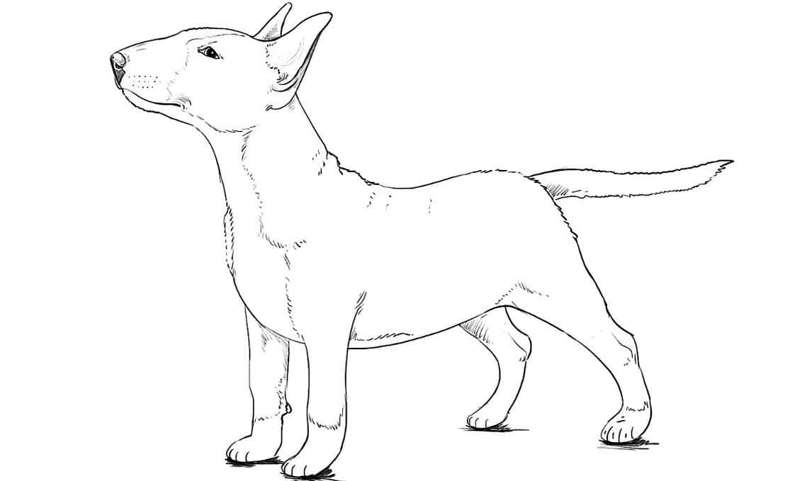 How to Draw a Bull Terrier Dog