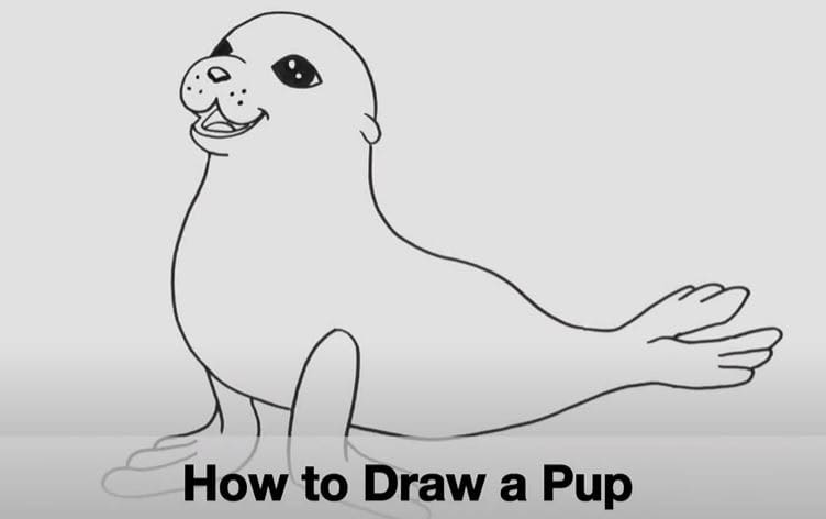 How to Draw a Seal Pup Step by Step