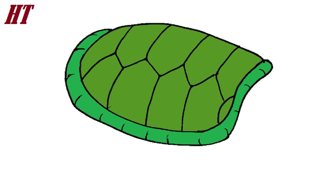 How to Draw a Turtle Shell Step by Step