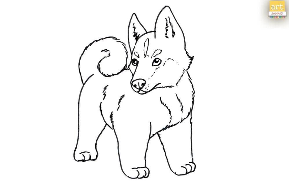 How to Draw a Pomsky Dog