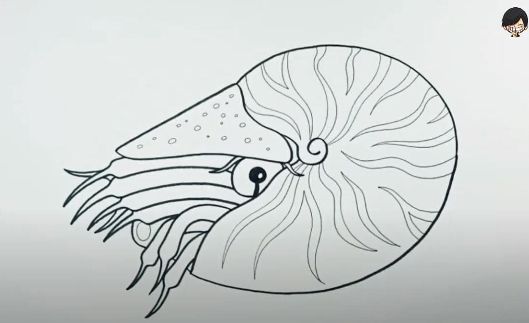 How to draw a Nautilus shell Step by Step