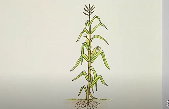 How to draw Corn stalks Step by Step