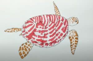 How to Draw a Hawksbill Turtle
